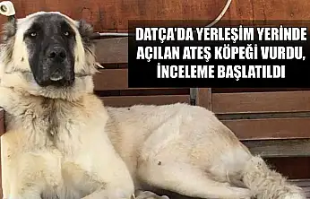 Datça'da yerleşim yerinde açılan ateş köpeği vurdu, inceleme başlatıldı