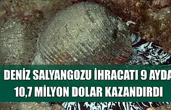 Deniz salyangozu ihracatı 9 ayda 10,7 milyon dolar kazandırdı