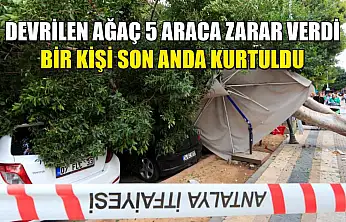 Devrilen ağaç 5 araca zarar verdi: Bir kişi son anda kurtuldu