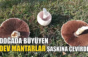 Doğada büyüyen dev mantarlar şaşkına çevirdi