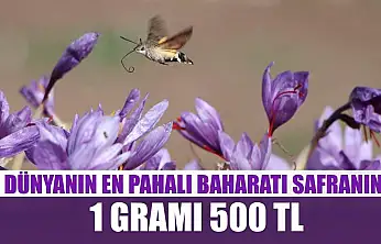 Dünyanın en pahalı baharatı safranın 1 gramı 500 TL
