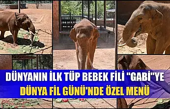 Dünyanın ilk tüp bebek fili 'Gabi'ye Dünya Fil Günü'nde özel menü