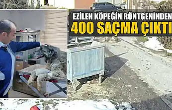 Ezilen köpeğin röntgeninden 400 saçma çıktı