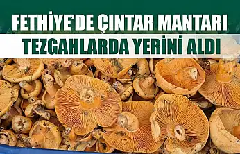 Fethiye'de Çıntar Mantarı Tezgahlarda Yerini Aldı