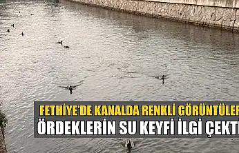 Fethiye'de kanalda renkli görüntüler: Ördeklerin su keyfi ilgi çekti