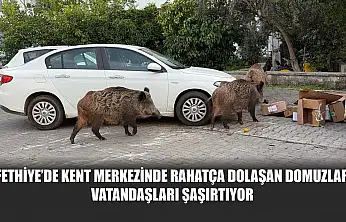 Fethiye'de kent merkezinde rahatça dolaşan domuzlar vatandaşları şaşırtıyor