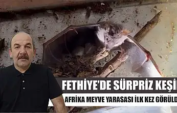 Fethiye'de Sürpriz Keşif: Afrika Meyve Yarasası İlk Kez Görüldü