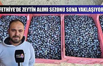 Fethiye'de zeytin alımı sezonu sona yaklaşıyor