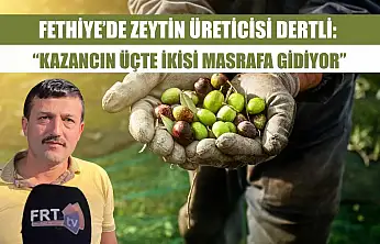 Fethiye'de Zeytin Üreticisi Dertli: 'Kazancın Üçte İkisi Masrafa Gidiyor'