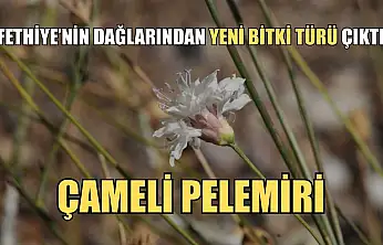 Fethiye'nin dağlarından yeni bitki türü çıktı: Çameli pelemiri