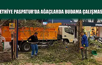 Fethiye Paspatur'da ağaçlarda budama çalışması