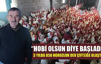 'Hobi Olsun Diye Başladı' 3 Yılda 850 Horozluk Dev Çiftliğe Ulaştı