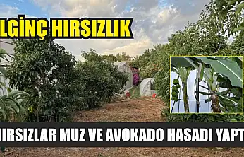 İlginç hırsızlık: Hırsızlar muz ve avokado hasadı yaptı