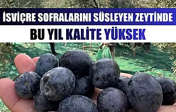 İsviçre sofralarını süsleyen zeytinde bu yıl kalite yüksek