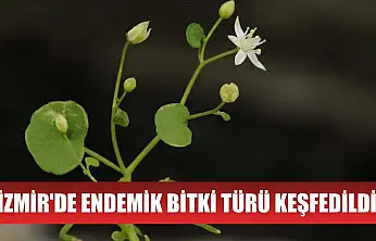 İzmir'de endemik bitki türü keşfedildi