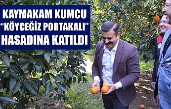 Kaymakam Kumcu, 'Köyceğiz Portakalı' hasadına katıldı