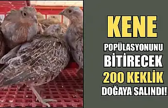 Kene Popülasyonunu Bitirecek 200 Keklik Doğaya Salındı!