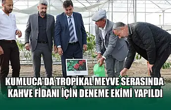 Kumluca'da tropikal meyve serasında kahve fidanı için deneme ekimi yapıldı