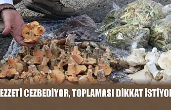 Lezzeti cezbediyor, toplaması dikkat istiyor