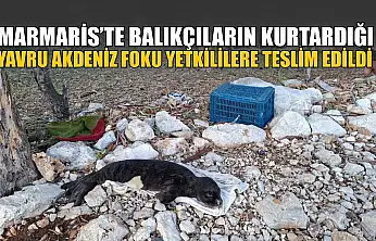 Marmaris'te balıkçıların kurtardığı yavru Akdeniz Foku yetkililere teslim edildi