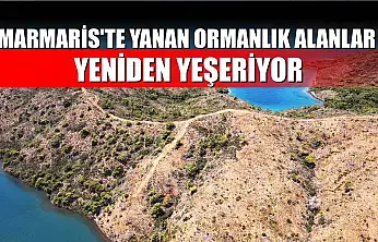 Marmaris'te yanan ormanlık alanlar yeniden yeşeriyor