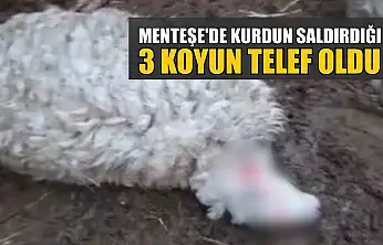 Menteşe'de kurdun saldırdığı 3 koyun telef oldu