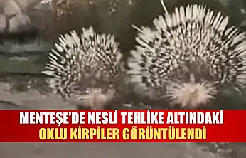 Menteşe'de Nesli Tehlike Altındaki Oklu Kirpiler Görüntülendi