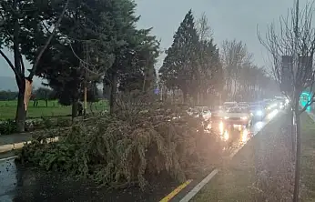 Menteşe'de şiddetli fırtınada ağaç devrildi, trafik durdu