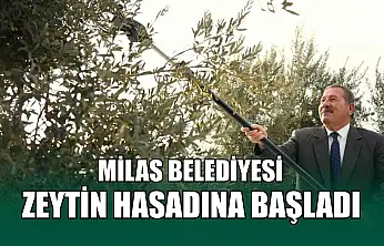Milas Belediyesi zeytin hasadına başladı