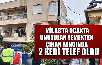 Milas'ta ocakta unutulan yemekten çıkan yangında 2 kedi telef oldu