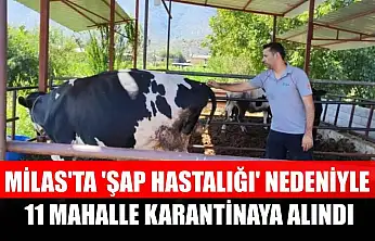 Milas'ta 'şap hastalığı' nedeniyle 11 mahalle karantinaya alındı
