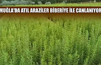 Muğla'da atıl araziler biberiye ile canlanıyor
