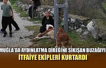 Muğla'da Aydınlatma direğine sıkışan buzağıyı itfaiye ekipleri kurtardı