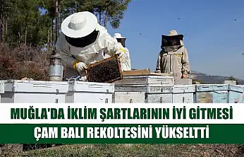 Muğla'da iklim şartlarının iyi gitmesi çam balı rekoltesini yükseltti