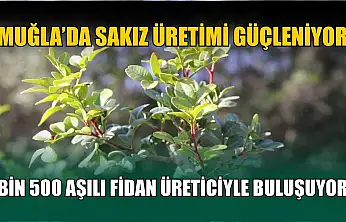 Muğla'da sakız üretimi güçleniyor, bin 500 aşılı fidan üreticiyle buluşuyor