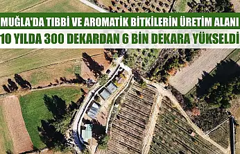 Muğla'da tıbbi ve aromatik bitkilerin üretim alanı 10 yılda 300 dekardan 6 bin dekara yükseldi