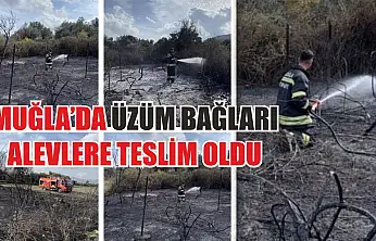 Muğla'da üzüm bağları alevlere teslim oldu