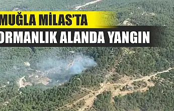 Muğla Milas'ta ormanlık alanda yangın