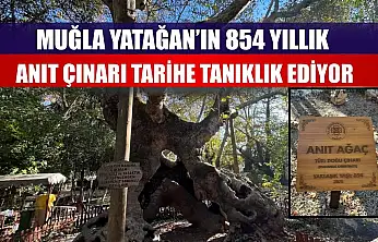 Muğla Yatağan'ın 854 Yıllık Anıt Çınarı Tarihe Tanıklık Ediyor