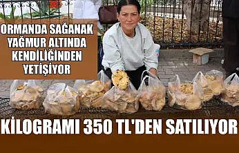 Ormanda sağanak yağmur altında kendiliğinden yetişiyor, kilogramı 350 TL'den satılıyor