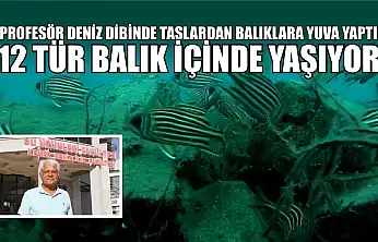 Profesör deniz dibinde taşlardan balıklara yuva yaptı: 12 tür balık içinde yaşıyor