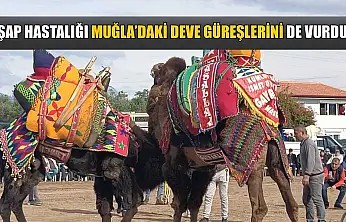 Şap Hastalığı Muğla'daki deve güreşlerini de vurdu