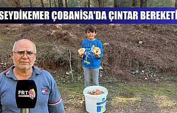 Seydikemer Çobanisa'da Çıntar Bereketi