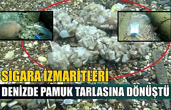 Sigara izmaritleri denizde pamuk tarlasına dönüştü