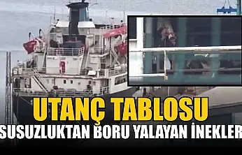 Susuzluktan boru yalayan inekler