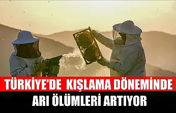 Türkiye'de kışlama döneminde arı ölümleri artıyor