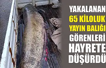 Yakalanan 65 kiloluk yayın balığı görenleri hayrete düşürdü