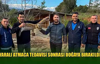 Yaralı atmaca tedavisi sonrası doğaya bırakıldı