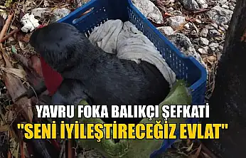 Yavru foka balıkçı şefkati: 'Seni iyileştireceğiz evlat'