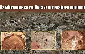 Yüz milyonlarca yıl önceye ait fosiller bulundu